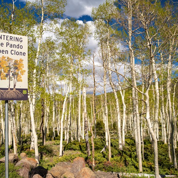 Pando Aspen Grove