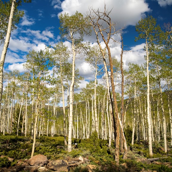 Pando Aspen Grove