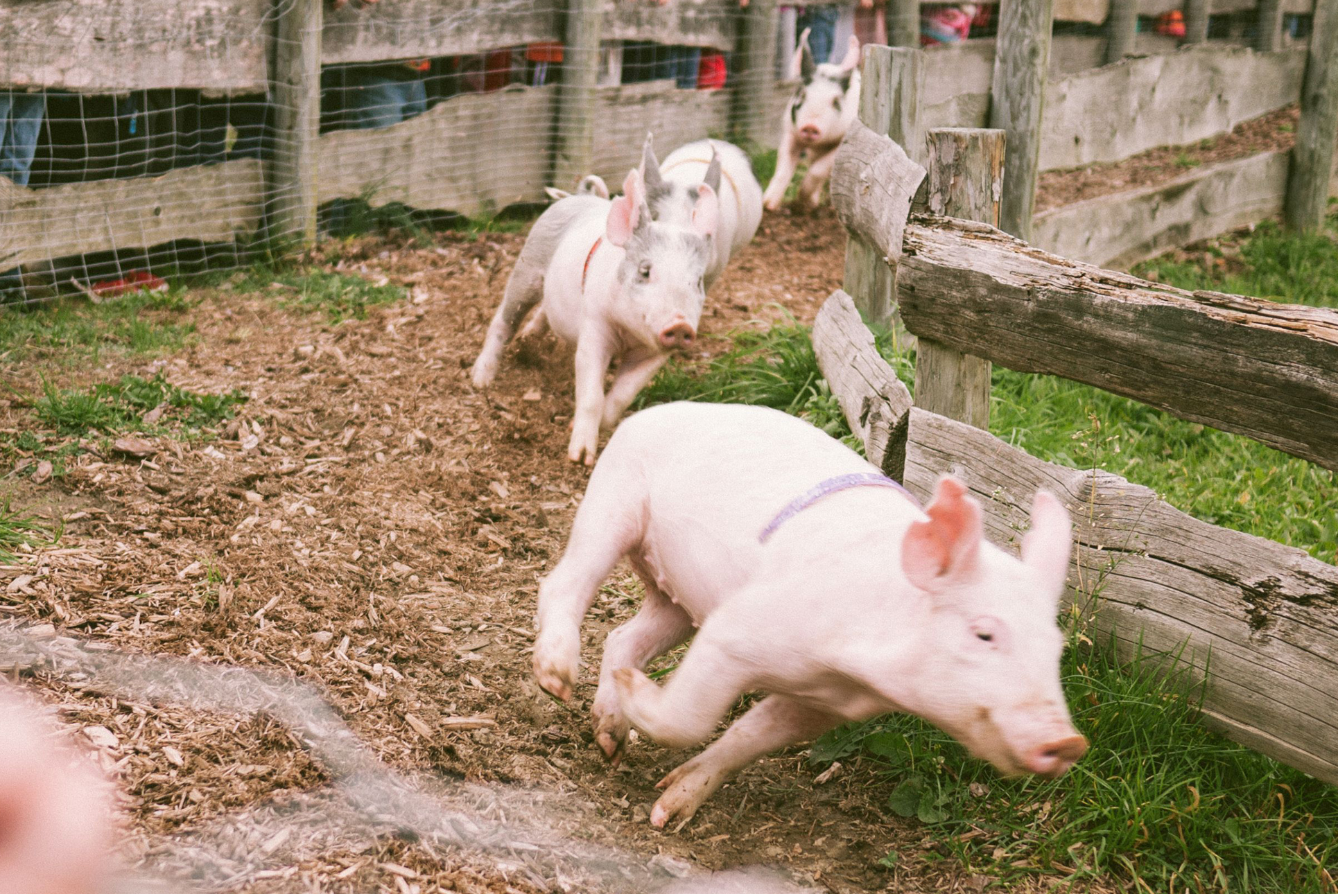 55th Annual Preble County Pork Festival, 19th & 20th Sept Photo