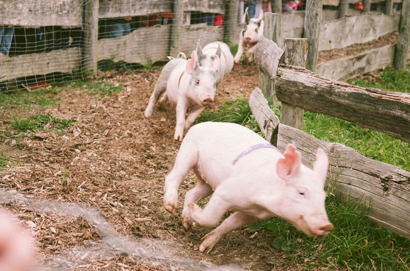 55th Annual Preble County Pork Festival, 19th & 20th Sept Photo