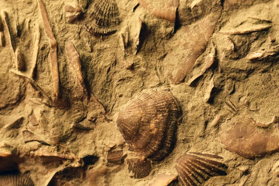 Fossil Hunting
