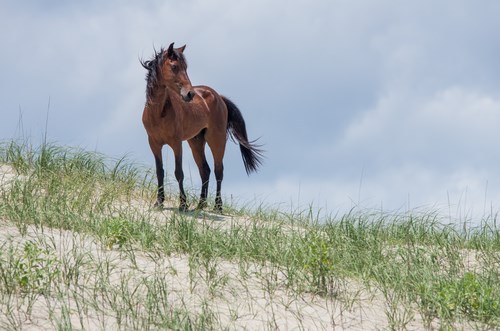Wild Horse Viewing