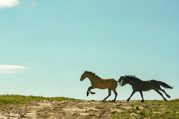 Pilot Butte Wild Horse Scenic Loop