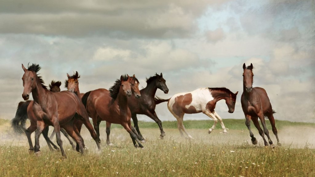 Discover the Wild Horses of Rock Springs/Green River, WY