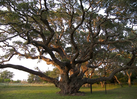 The Big Tree