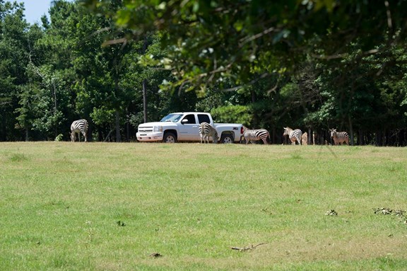 Cherokee Trace Drive-thru Safari