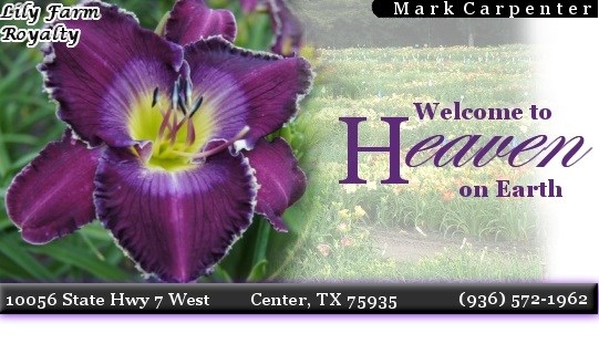 The Lily Farm