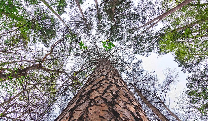 My Journey Through the Piney Woods of East Texas