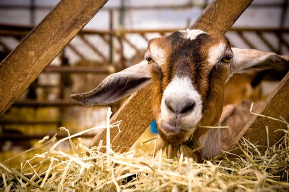 COLUMBIANA COUNTY FAIR   July 28 to August 3, 2025