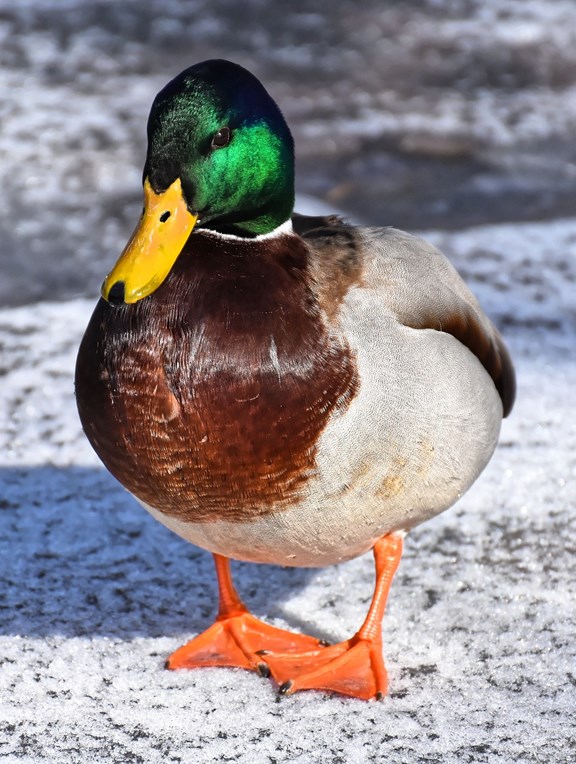 Waterfowl Hunting
