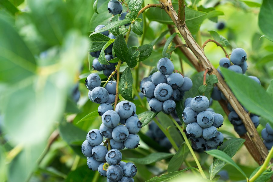 Fruit Picking Fun Near Lebanon, Maine