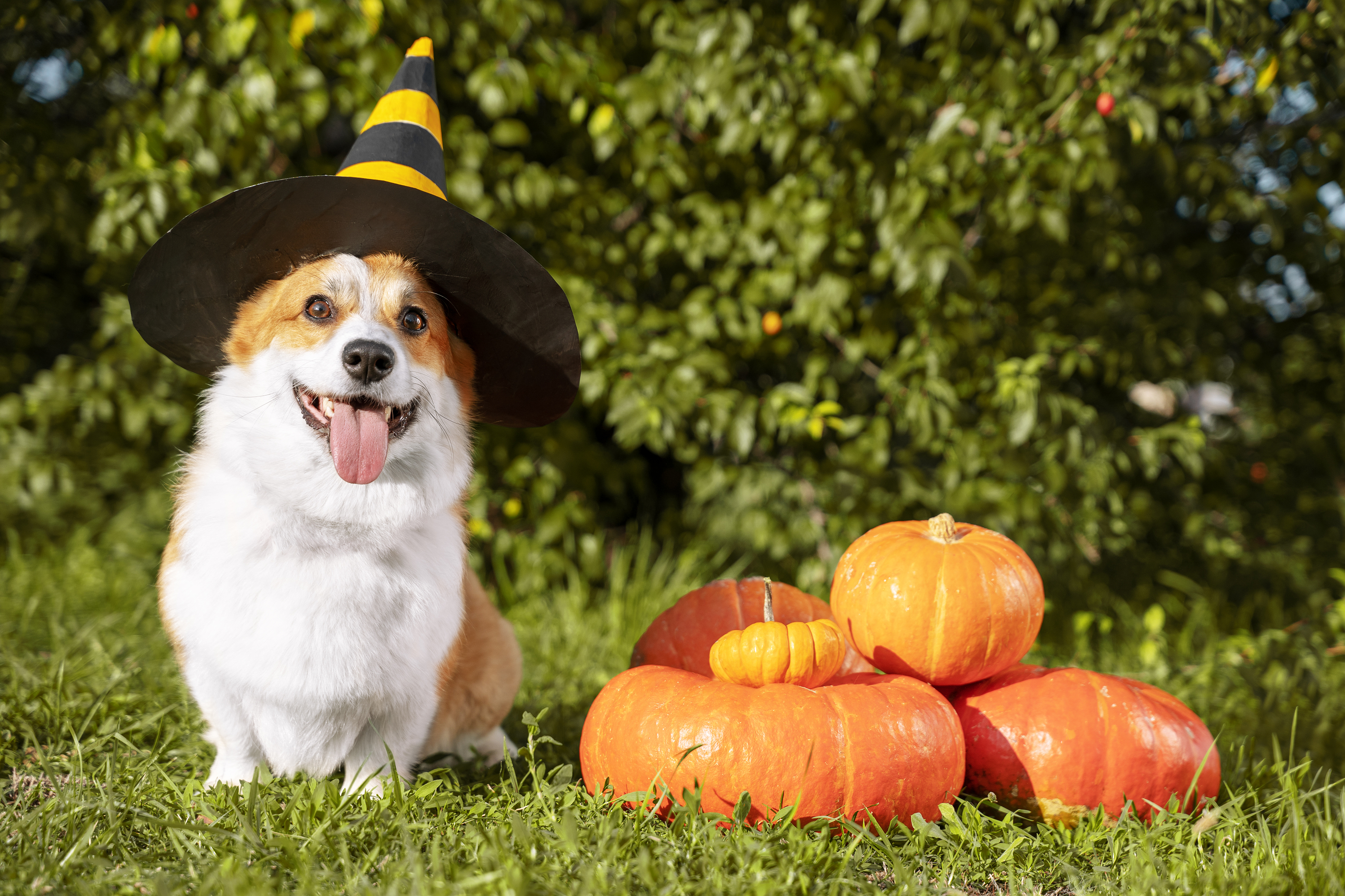 Halloween Week Photo