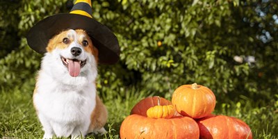 Halloween Week