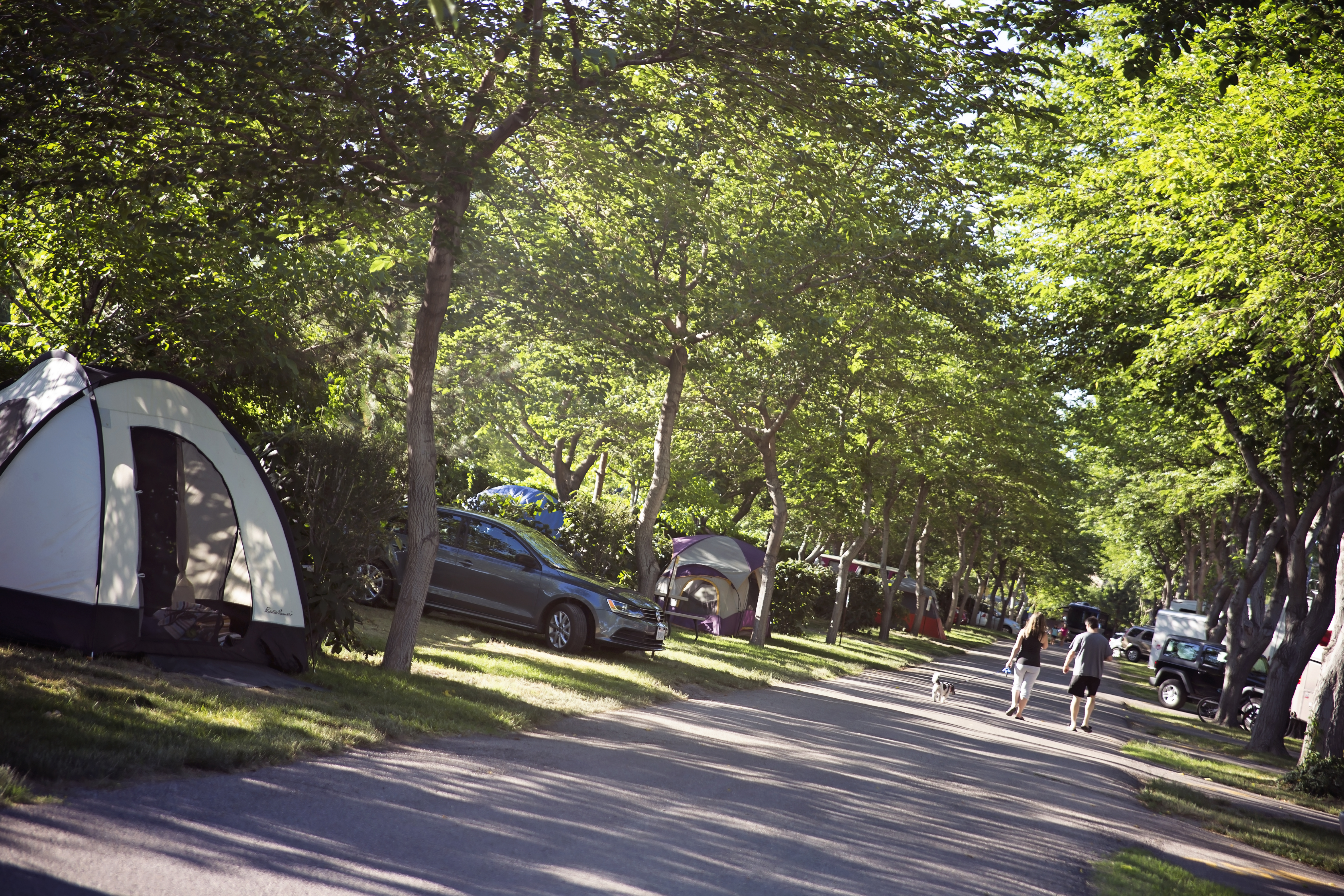Heavily Shaded Tent Row