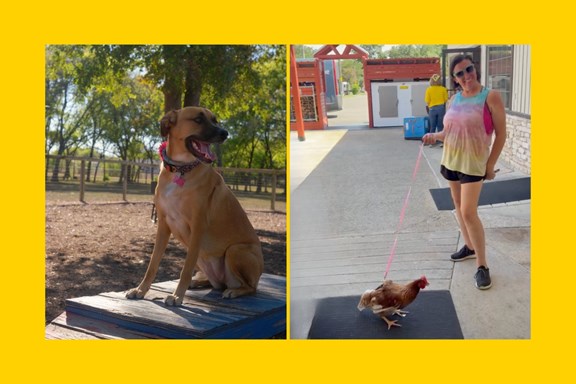 Pet Friendly Camping