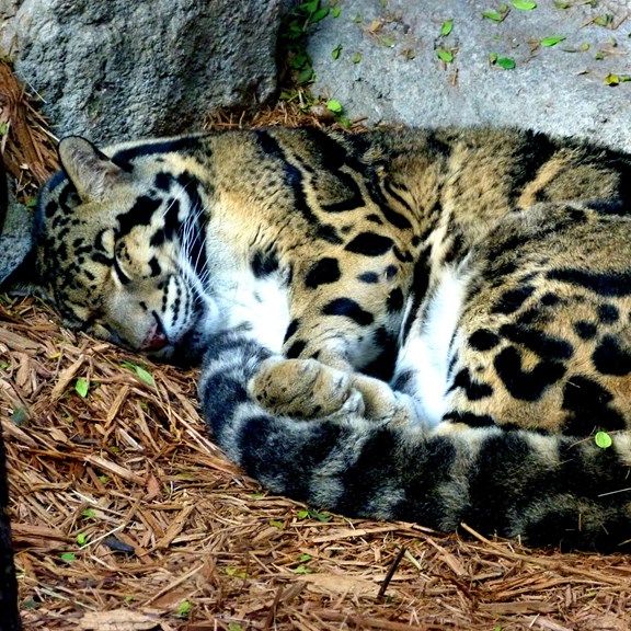San Antonio Zoo