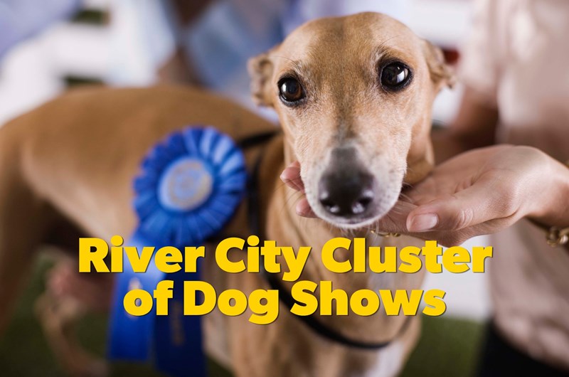 River City Cluster of Dog Shows Returns to San Antonio Photo