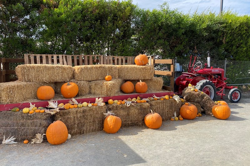 Fall Festival 3 * October 1-4, 2026 Photo