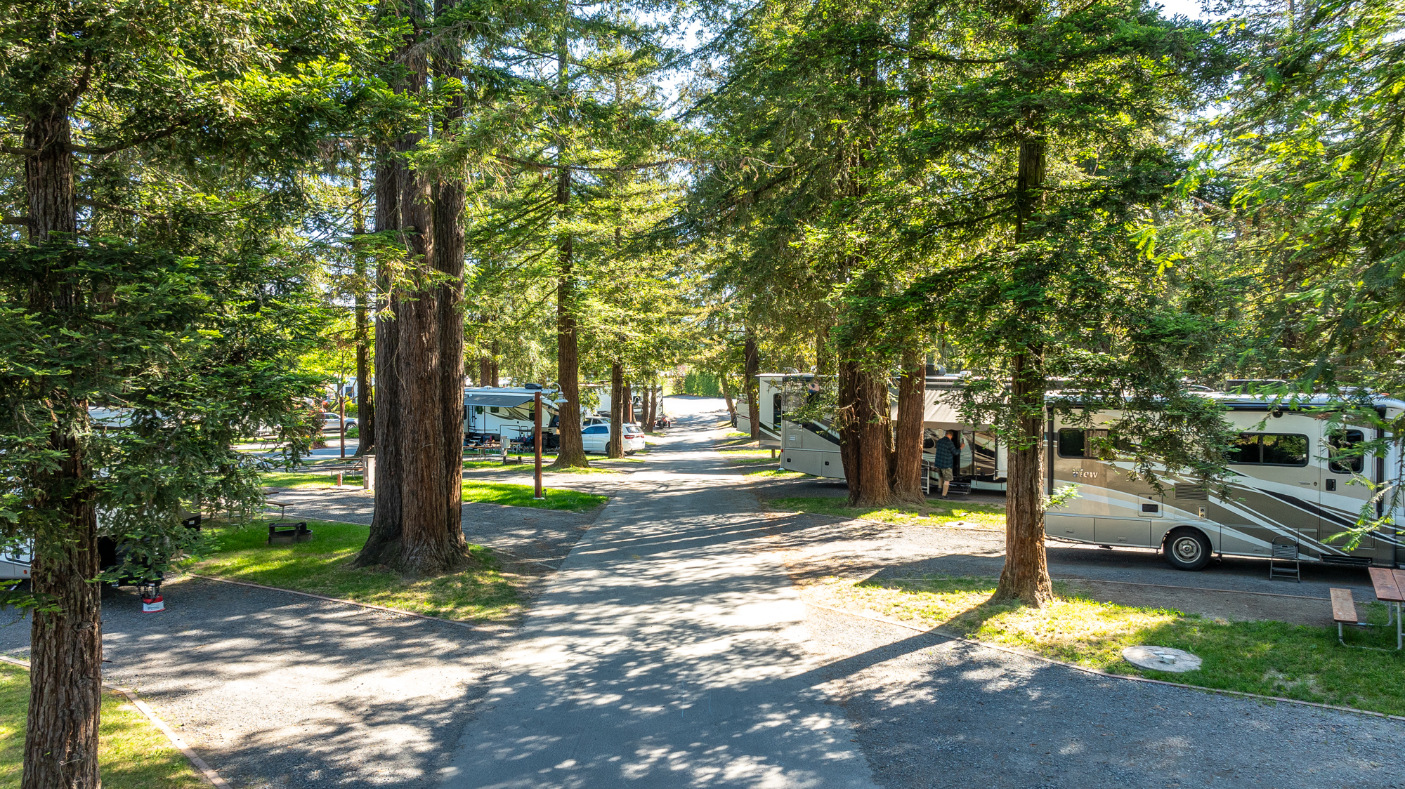 Redwood Grove