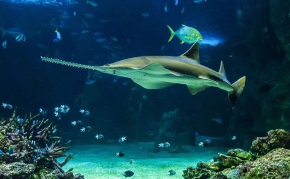 The Dallas World Aquarium