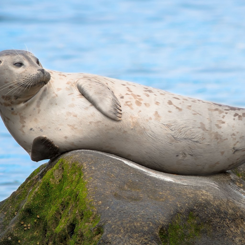 Winter Wildlife Viewing in Santa Cruz
