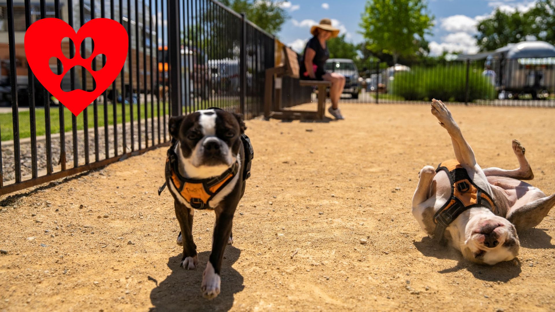 We Love Pets Weekend Photo