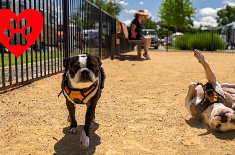 We Love Pets Weekend Photo