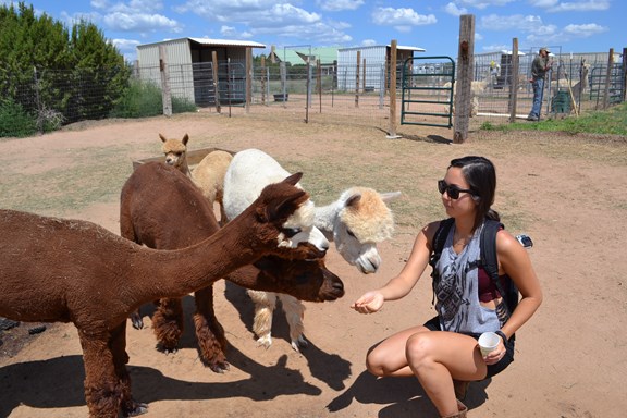 Alpaca Farm