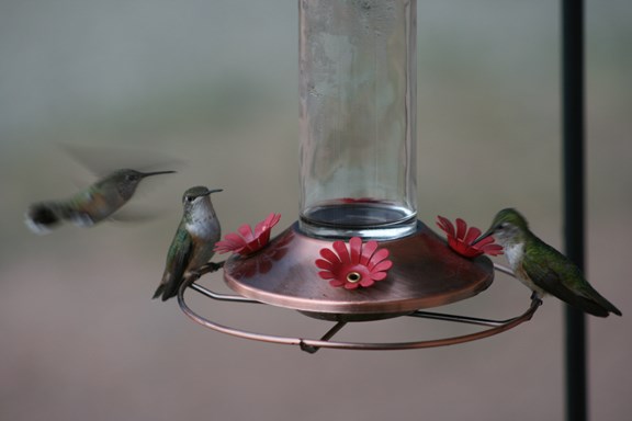 Hummingbirds