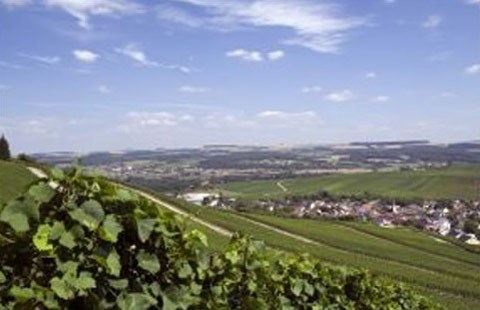 Wineries and Vineyards