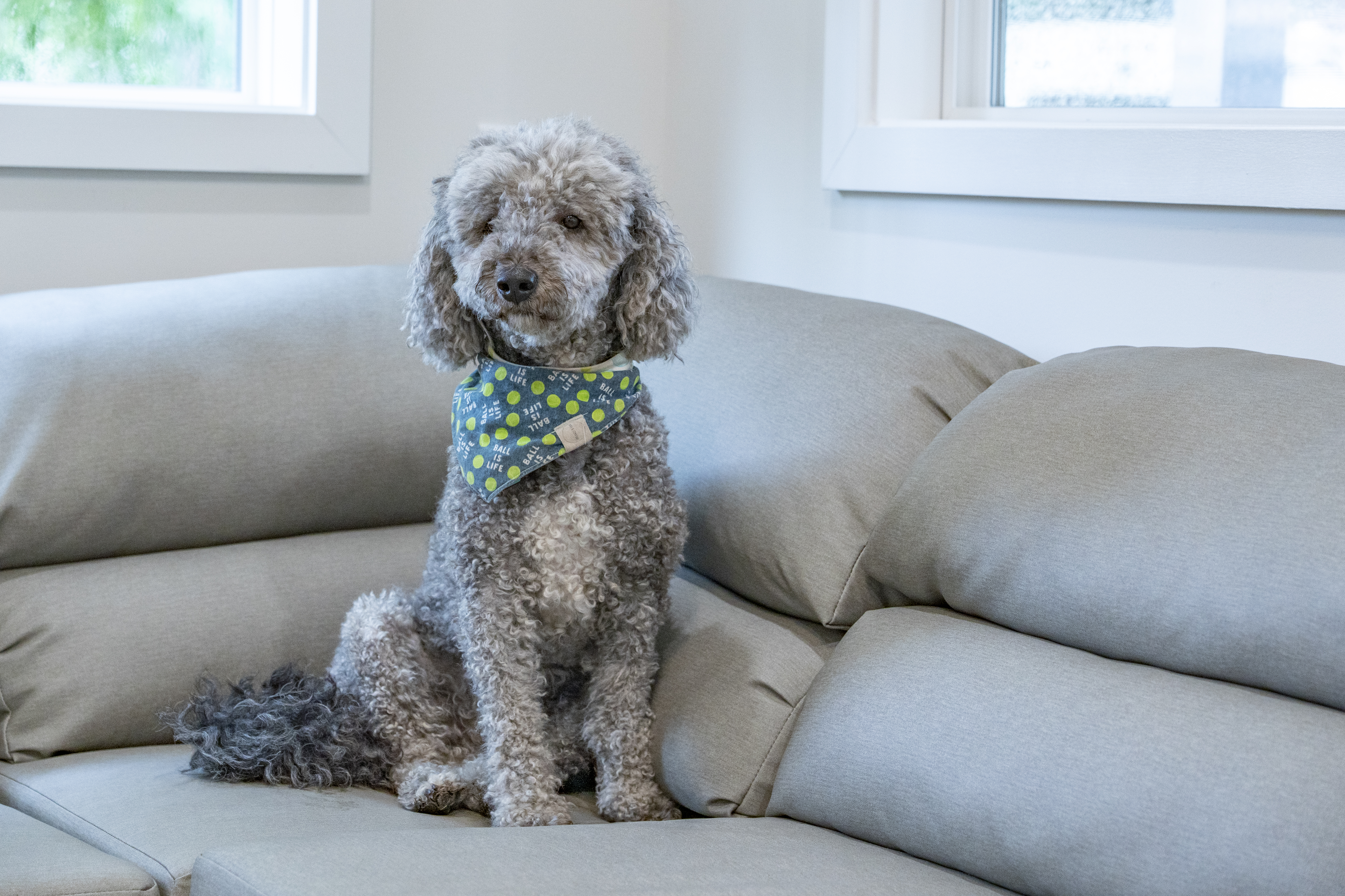 Cottages: Pet-Friendly