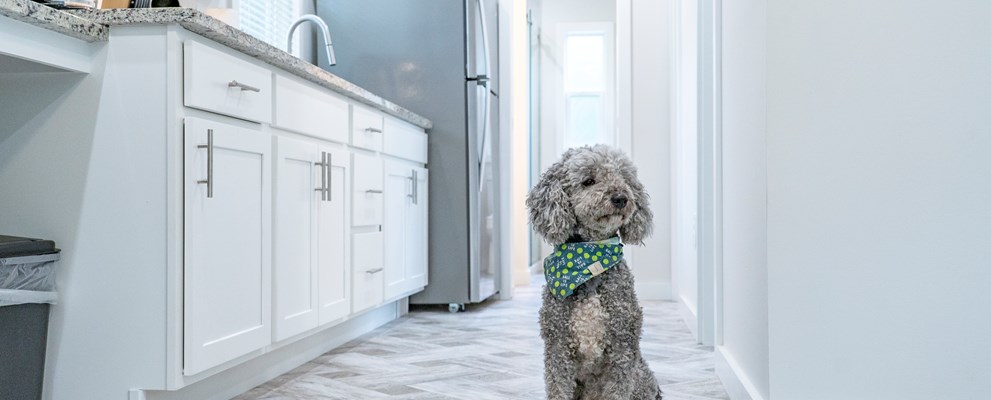 Cottages: Pet-friendly-kitchen