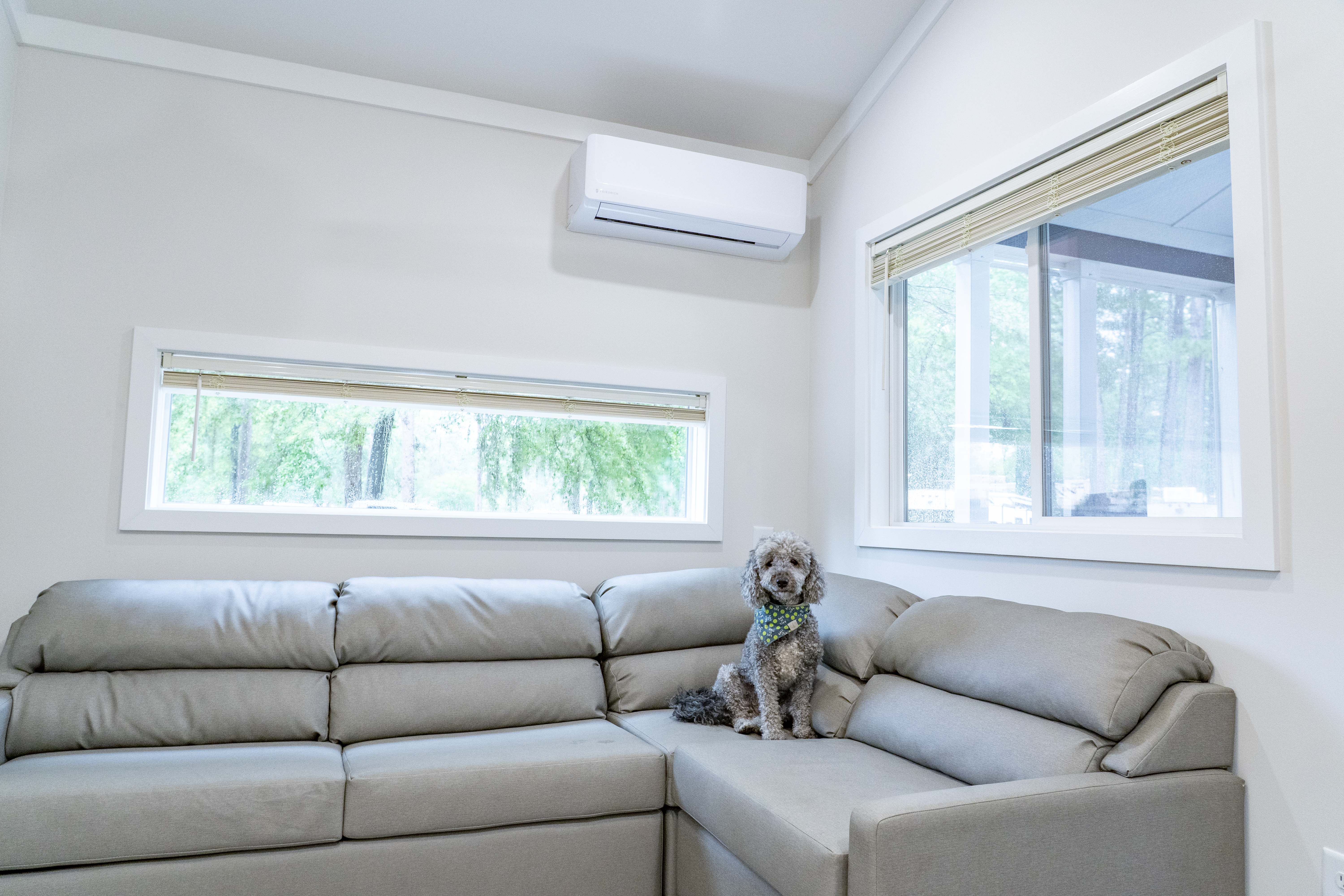 Dog on the Sofa