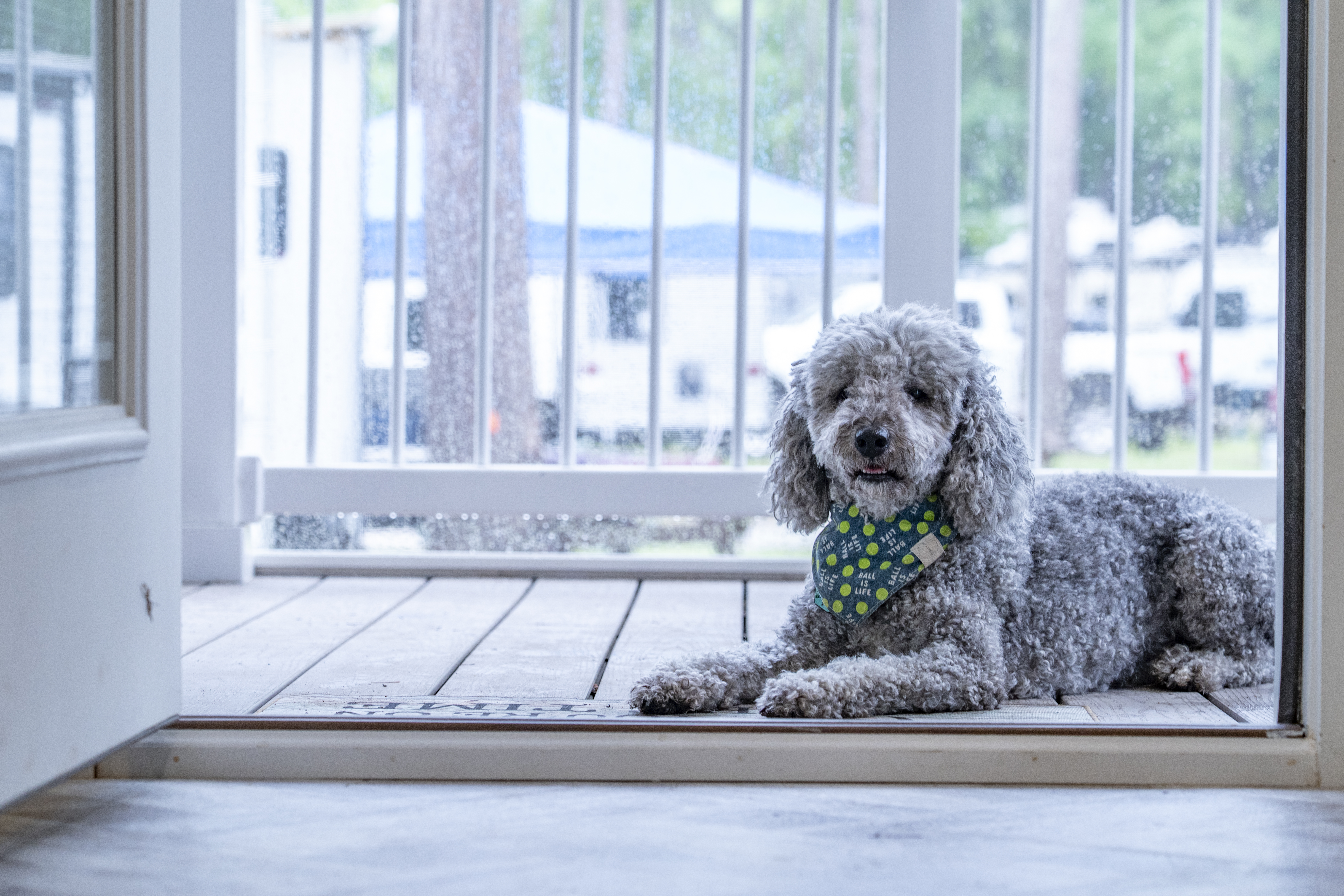Cottages-Dog-Doorsteps