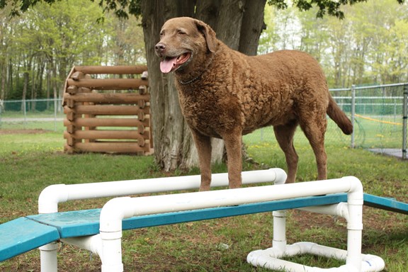Kamp K-9