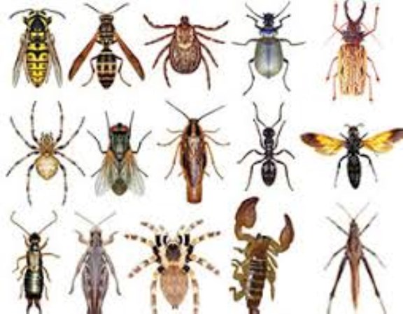 Entomica Insect Experience