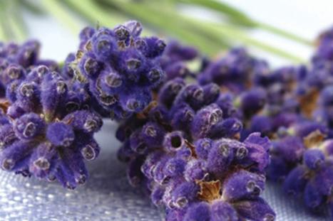 Lilac and Lavender Festival 2nd date Photo