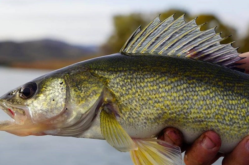 ST. MARY'S RIVER WALLEYE CUP Photo