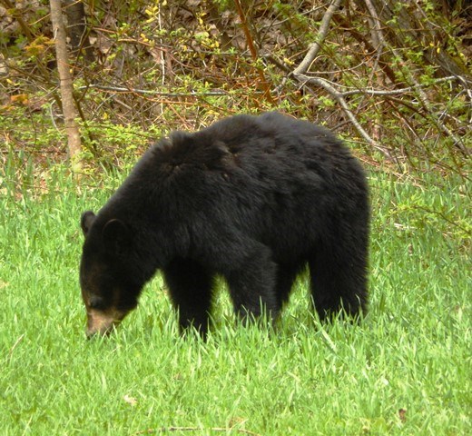 Bear