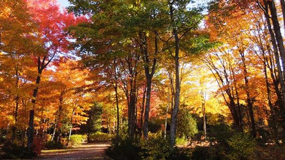 Fall at the KOA