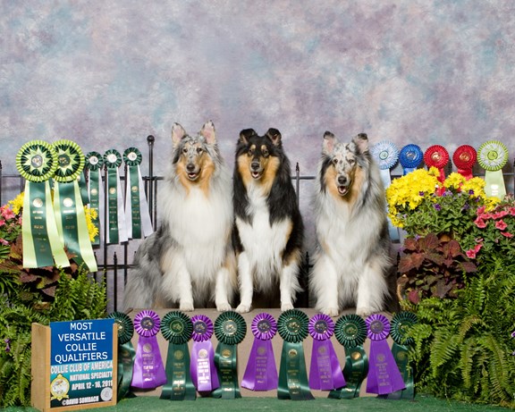 The Collies!