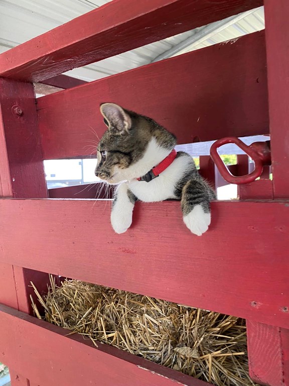 Hayrides