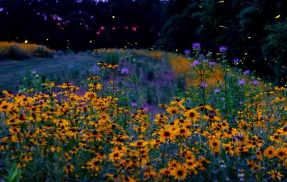 Lightning Bug Valley