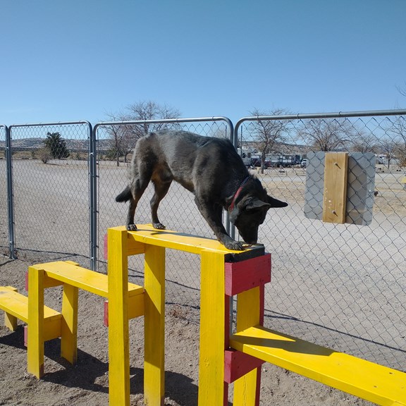 Doggie Playground