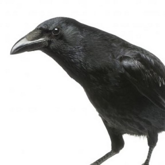 Ranting Raven Gallery