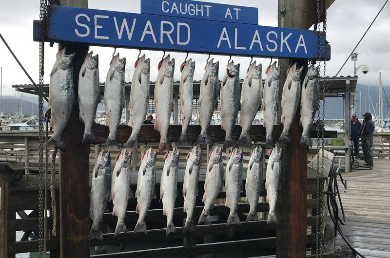 Seward Salmon Derby Photo