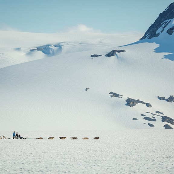 Dog Sledding Godwin Glacier