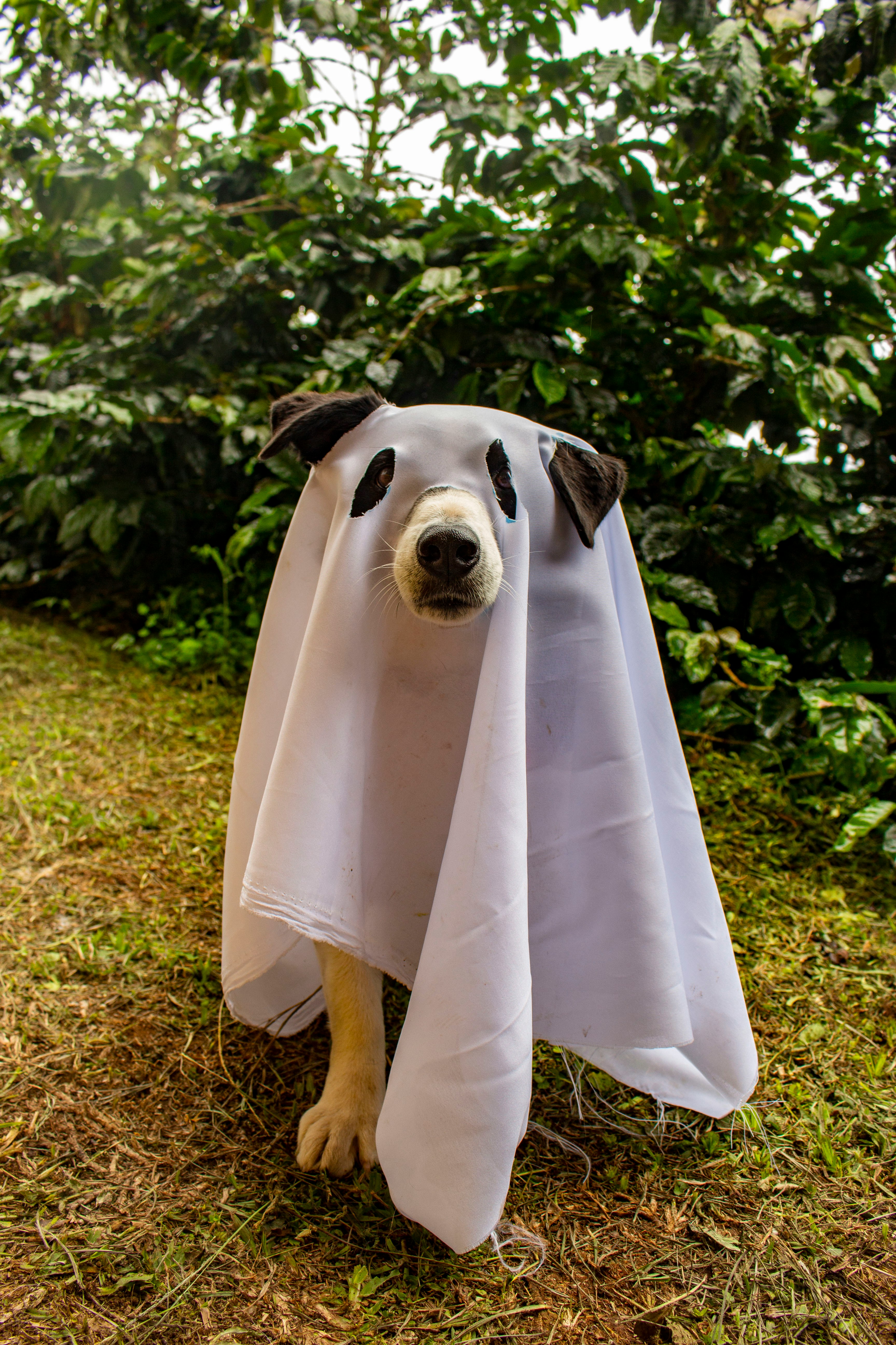 National Dog Day Photo
