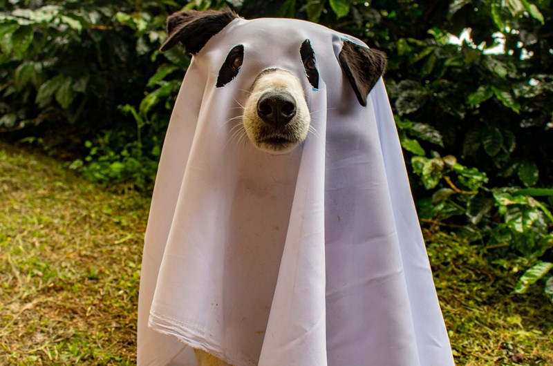 National Dog Day Photo