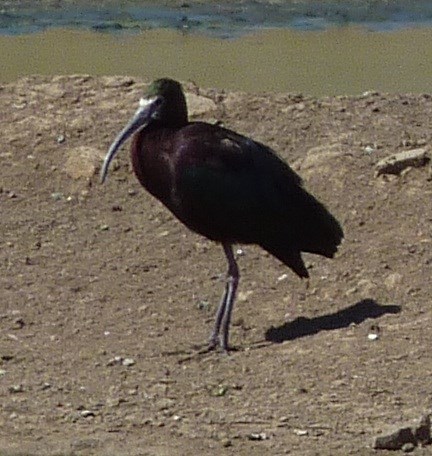 Bird Watching